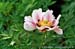 Rockii Peony: CAI DIE